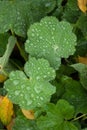 Plant life 33 - Close up of LadyÃ¢â¬â¢s Mantle, alchemilla mollis